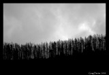 Treeline