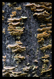 Fungi #1