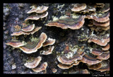 Fungi #2