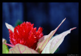 Celosia in Detail
