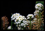 Alyssum