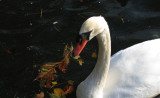 Swan Portrait.jpg