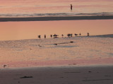 shorebirds at sunset.jpg