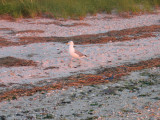 strolling seagull at sunset.jpg