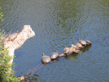 Basking Turtles