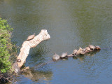 Happy Turtles on a Log