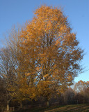Series: Autumn Tree 2