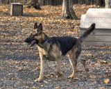 Series: Hamden Dog Park 1