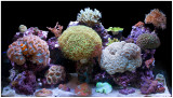 Reef Tank