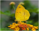 Orange-barred Sulphur Butterfly