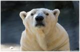2006 Bronx Zoo - Polar Bear