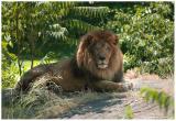 2006 Bronx Zoo - Lion
