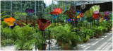 Chihuly NY Botanical Gardens 8