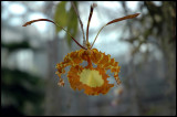 Img0276 Orchid.JPG