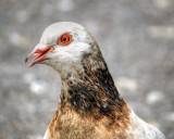  pigeon5