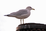 seagull on the pole .jpg