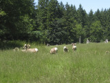 NW Trek Big / Horn Sheep