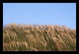 Marram grass