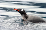 Gentoo