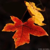 Leaf Details