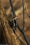 Yellow Bellied Sapsucker