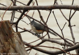 Tufted Titmouse