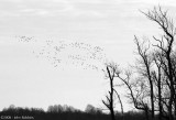 Geese Silhouette