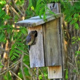 Eastern Bluebird House