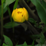 Spatterdock