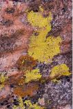 Lichen