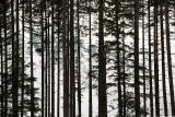 Fir Curtain