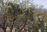 Chain Fruit Cholla