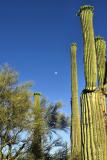 Budding Saguaro Cactus with Moon