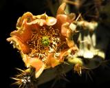 Prickly Pear Flower