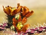 Tree Cholla Blossoms