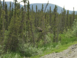 Moose With Calf Along the Dalton Highway