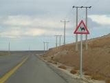 Camel Crossing