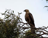 Whistling Kite?