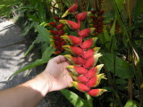 Red Balinese flower (2008)