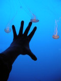 Jellyfish exhibit at the Coney Island Aquarium