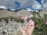 Pangong Tso Sia (rose) blossom, Pangong Lake, India (2013)