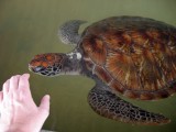 Three-year-old sea turtle.