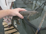 Baby alligator (Sri Lanka, 2011)