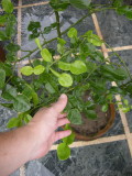 My very own kaffir lime tree!