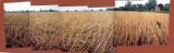 Dog in soybean field, Shelbyville, Indiana (1990)