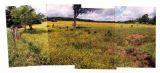 Missouri Meadow (2002)