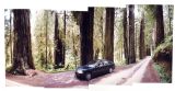 Redwoods (1999)