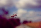 Grasshopper on Windshield, Indiana (1995)
