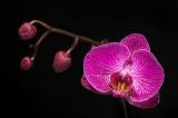 Orchid purple and white 3s.jpg