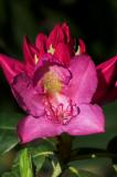 Rhododendron 1s.jpg